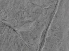 dove grey - graphite